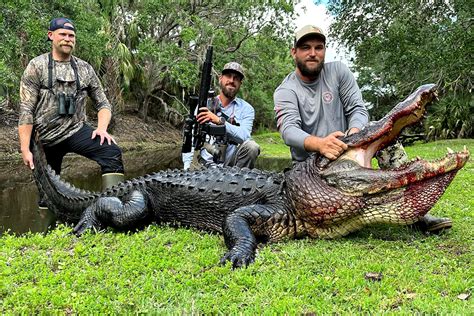 Massive Alligator Killed On South Florida Cattle Ranch Outdoor Life
