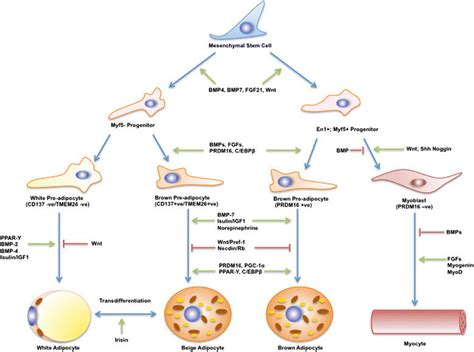 Origin And Transcriptional Regulation Of Brown Adipocyte Multipotent Download Scientific