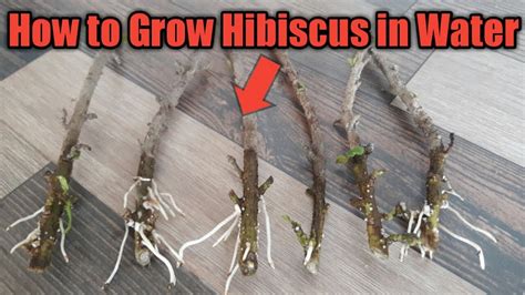 How To Grow Hibiscus Plant Grow Hibiscus From Cuttings Youtube