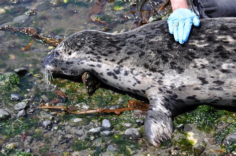 Buzzs Marine Life Of Puget Sound Harbor Seal Pupping Season Underway