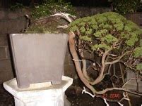 Kumpulan gambar contoh bonsai ini saya kumpukan dari berbagai sumber, untuk membantu para pecinta bonsai atau para pemula yang ingin mencari contoh atau ide dalam membentuk bonsai sendiri. Bonsai ( 盆栽 ) Journey: February 2012