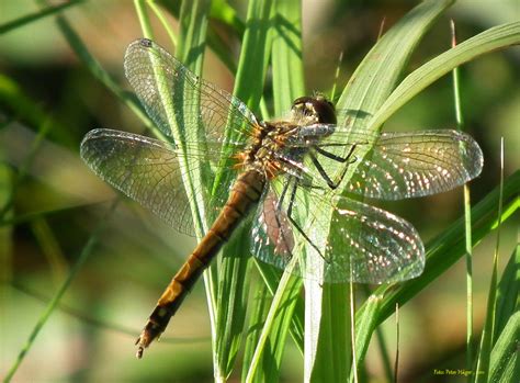 Dragonfly Free Stock Photo Public Domain Pictures