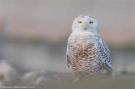 Búho Nivalsnowy Owl Bubo Scandiacus Termina El Año Y Es Flickr