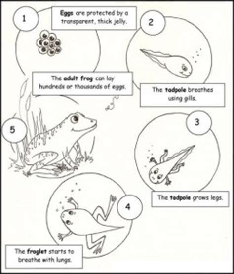 Animal Life cycle worksheet for kids | Crafts and Worksheets for