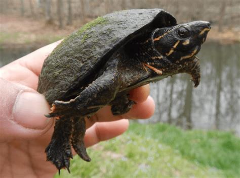 Eastern Musk Turtle Facts And Care Guide Turtleholic