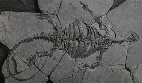 ملفeorhynchochelys The Latest Fossilized Turtle Discovery Was More