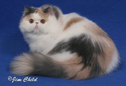Like i said, brush her using both sides of the grooming brush. Kittens for sale out of CFA Regional Winners and Grand ...
