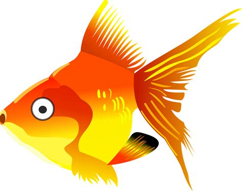 top gambar ilustrasi ikan mas terbaru dewalucu