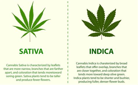 Cannabis Sativa E Indica Diferença