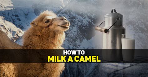 How To Milk A Camel In 13 Easy Steps The Daily Wildlife