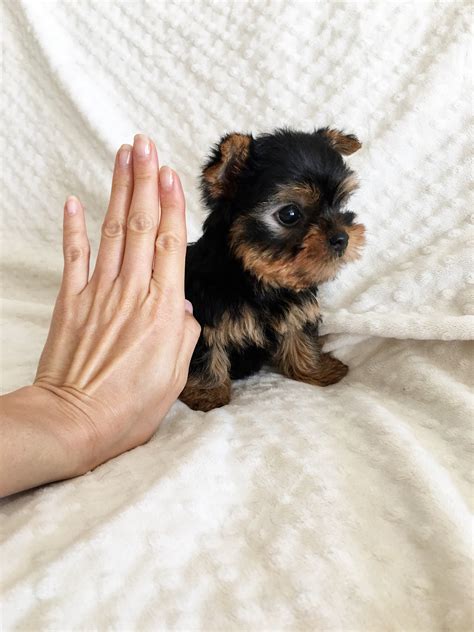 Check spelling or type a new query. Teacup Yorkie For sale!! California | iHeartTeacups