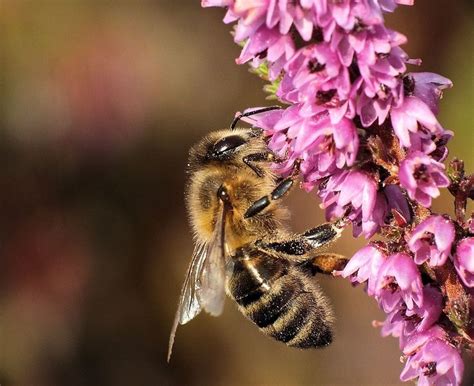 Imperial flowers is a local lexington, ky florist with over 30 years of professional design experience. Busy Bees | Bee, Heather flower, Macro photos