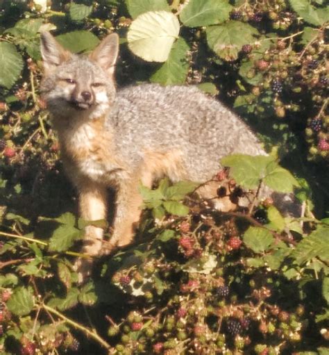 Gray Fox Kit Mendonoma Sightings