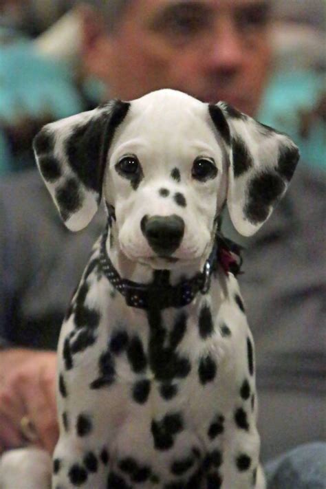 Fifteen of them are pongo and perdita's puppies, who are kidnapped by the evil cruella de vil, and their parents journey off to go rescue them. 724 best Dalmatian Puppies images on Pinterest | Dalmatian puppies, Puppys and Dogs