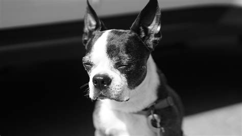 Everything You Need To Know About Boston Terriers And Strabismus
