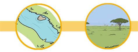 Hippopotamus Facts For Kids Twinkl Homework Help Twinkl
