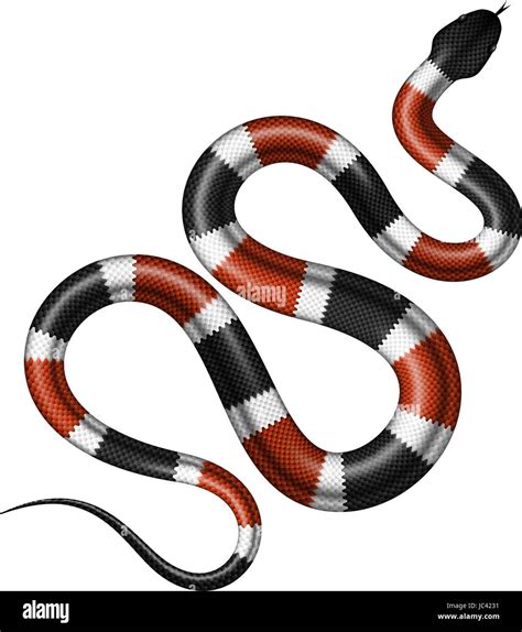 Coral Snake Vector Illustration Isolated Tropical Serpent On White