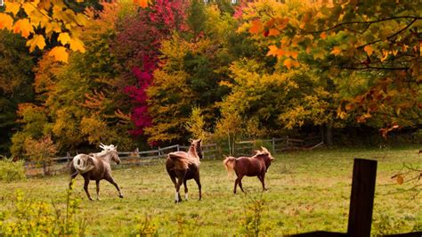 For The Love Of Horses Horses In Autumn