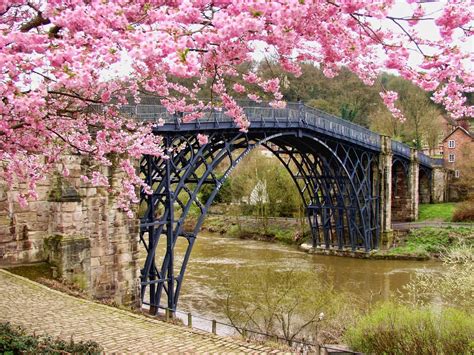 Cherry Blossoms Bridge The Yale Standard