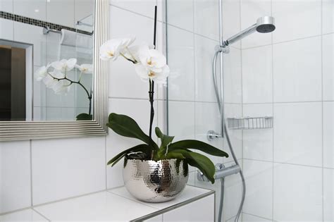7 Shower Plants To Turn Your Bathroom Into An Oasis