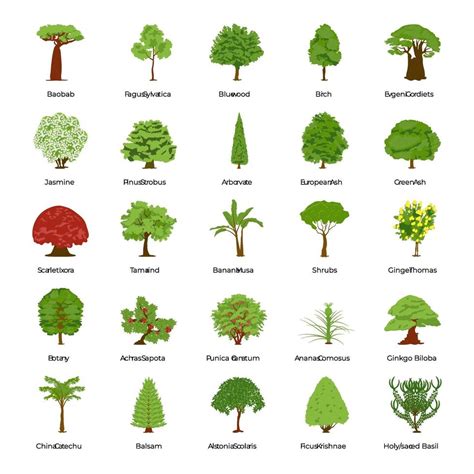 Types Of Trees With Pictures