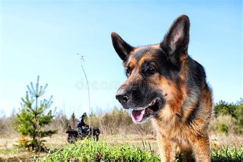 Dog German Shepherd Outdoors In A Summer Stock Photo Image Of Kind