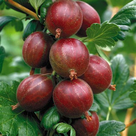 Gooseberry Hinnomaki Red Buy Red Gooseberry Bush Hinnonmaki Red