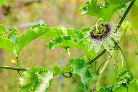 Pruning Passion Flowers When And How Plantura
