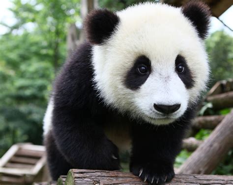 Cute Baby Pandas Tumblr Wallpapers Hd Quality