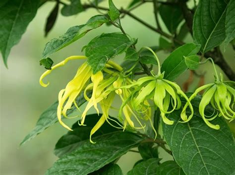 Bunga Kenanga Taksonomi Ciri Sebaran Habitat Budidaya And Manfaat