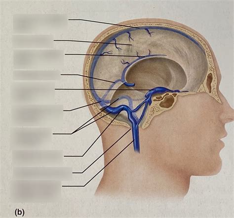 Veins Of The Brain Diagram Quizlet