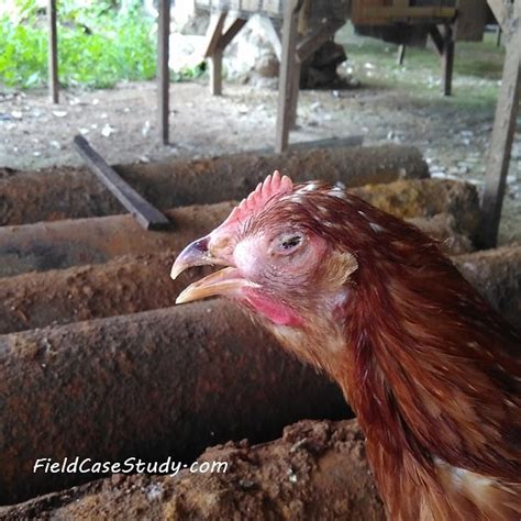 Infectious Laryngotracheitis In Chickens