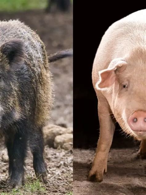Major Differences Between A Hog And A Pig Gardening Dream