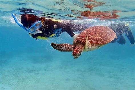 Bahamas Snorkeling With Sea Turtles Private Half Day Tour 2022 Freeport