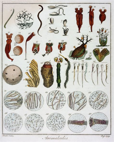 Animalcules Observed By Anton Van Leeuwenhoek C1795 Posters And Prints
