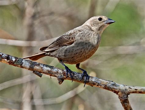 Female Brown Headed Cowbird Pic For Today