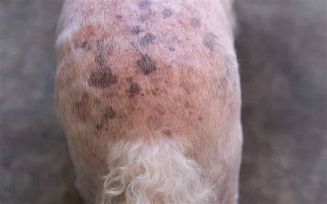 Pictures Of 21 Common Dog Skin Problems With Vet Advice 2022