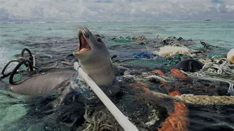 Phoque Plastique Un Animal Marin Coincé Entre Des Déchet Ocean
