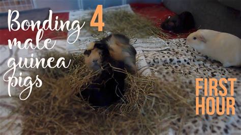 Bonding The Guinea Pigs First Hour Of Introducing A New Piggie Youtube