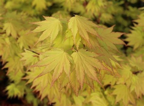 'jordan' _ 'jordan' is a slow growing dwarf acer with bright golden foliage in spring, turning rich red in summer. Acer shirasawanum Jordan