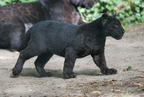 Wallpaper Wildlife Baby Animals Black Panther Jaguar Panthers