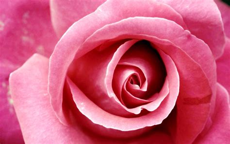 Pink Rose Wallpapers Pictures