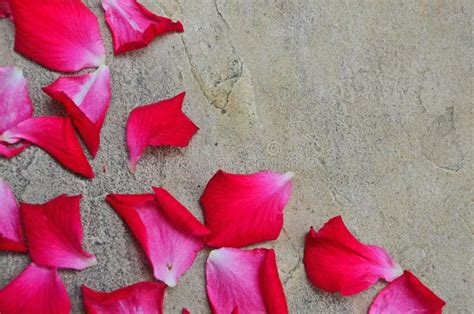 Group Of Rose Petals On Stone Floor Stock Photo Image Of Bright
