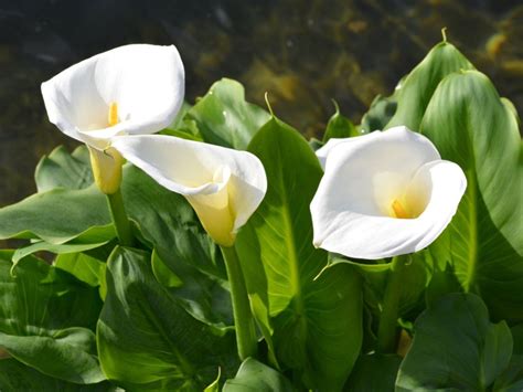 Calla Flower Problems Why Are Calla Flowers Turning Green Gardening