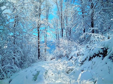 Beautiful Sunny Winter Landscape In The Forest Stock Image