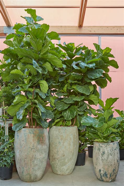 How To Care For Ficus Lyrata Fiddle Leaf Fig — Flora Grubb Gardens