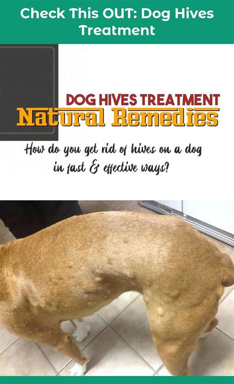 Allergy Trigger Allergic Reaction How To Get Rid Of Dog Hives