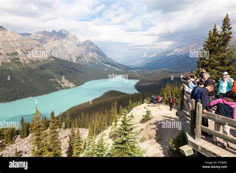 Tourists At Peyto Lake A Glacier Fed Lake Located In Banff National