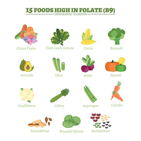 15 Foods High In Folate 622197 Vector Art At Vecteezy