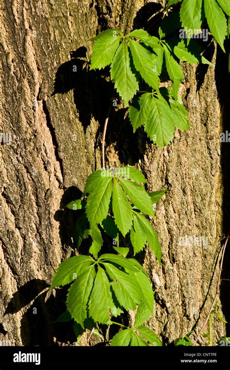 Leaves Of Virginia Creeper Climbing Over Tree Trunk Five Leaved Ivy